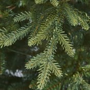 Balmoral Fir 7ft Christmas Tree