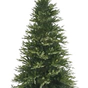 Balmoral Fir Christmas Tree 7ft 5"