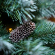 Lakeside Spruce Slim Christmas Tree 8ft