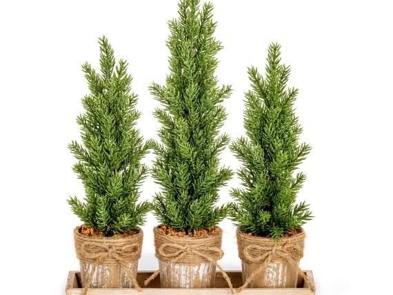 Set of 3 Small Potted Christmas Trees