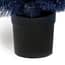 Midnight Frost Fir Potted Christmas Tree